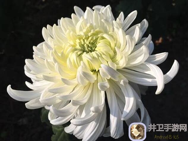 白荆回廊开服全角色自选资源养成规划路线推荐（3分钟速览）