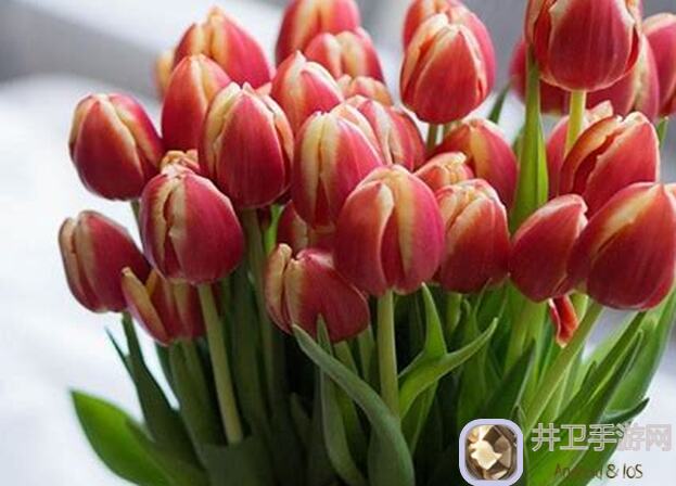 看完这篇攻略,让你的郁金香瞬间秒变稀有花色,梦想家园花卉培养秘籍大公开