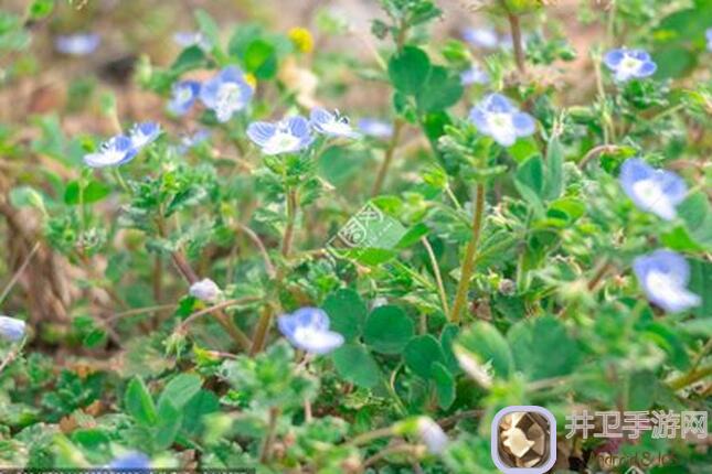 晚安森林里的秘密：紫花地丁与阿拉伯婆婆纳的奇妙冒险揭晓