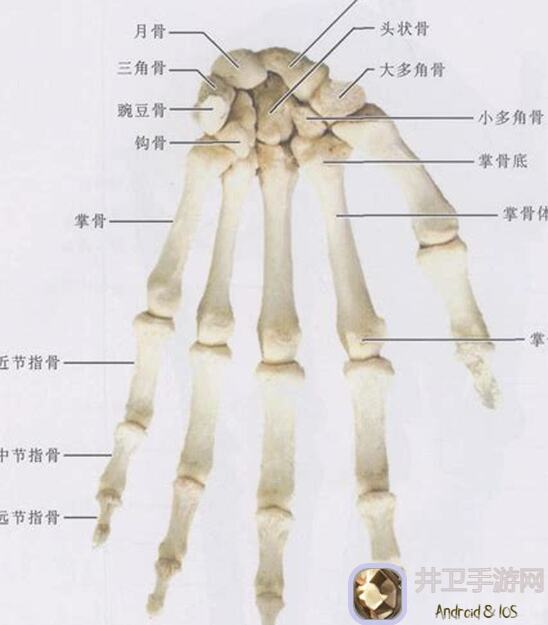 手办达人教你308分秒变高能手抄团308，轻松拿不朽，独家攻略来了！